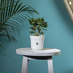 TrustBasket Rim Pot 5 inch Table Top Planter Pot (White) | Heavy Duty
