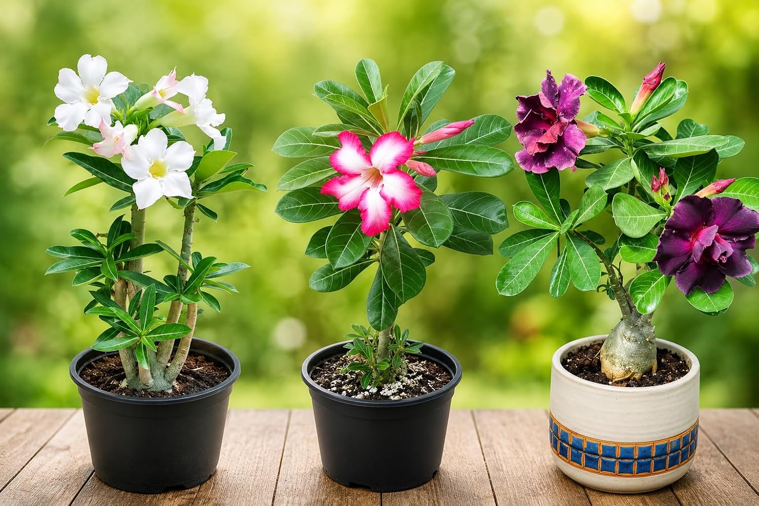 EXOTIC LIVE Premium Live Adenium Desert Rose Plant (PACK OF -3)  Strik