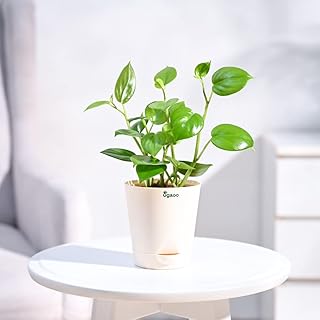 UGAOO Peperomia Green Creeper Plant Succulent Live Plant with Pot UGAO