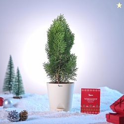 UGAOO Thuja Natural Live Indoor Plant with Pot - Medium